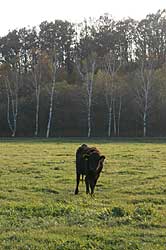 放牧場の牛