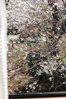 窓から見える桜